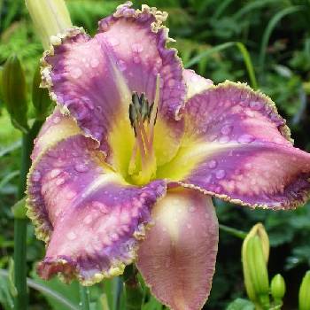 Лилейник Hemerocallis ‘Mildred Mitchell’ 